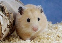 Động vật bị nuôi nhốt cũng chán nản