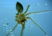 Loài nhện hiếm nhất thế giới đối mặt với nguy cơ bị tuyệt chủng