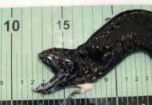 Giải mã những quái vật biển "ngoài hành tinh"