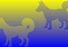 Các ảo ảnh thị giác "nguy hiểm" hơn cả chiếc váy Xanh đen - Vàng trắng