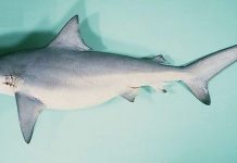 Bất ngờ: Loài cá mập câu được ở Quảng Ninh bị liệt vào sách Đỏ Bất ngờ: Loài cá mập câu được ở Quảng Ninh bị liệt vào sách Đỏ