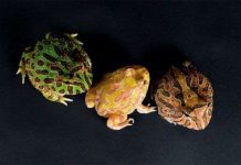 Những khám phá mới về các loài vật