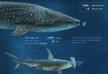 So sánh kích thước các loài cá mập trên thế giới