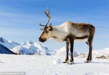 Tại sao động vật tránh đến gần cột điện cao thế?