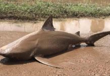 Cá mập ăn thịt người xuất hiện giữa phố Australia Cá mập ăn thịt người xuất hiện giữa phố Australia