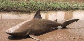 Cá mập ăn thịt người xuất hiện giữa phố Australia