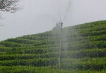 Áp dụng thành công mô hình tưới chè bằng van xoay