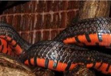 Phát hiện lại 2 loài rắn hiếm ở Hoàng Liên