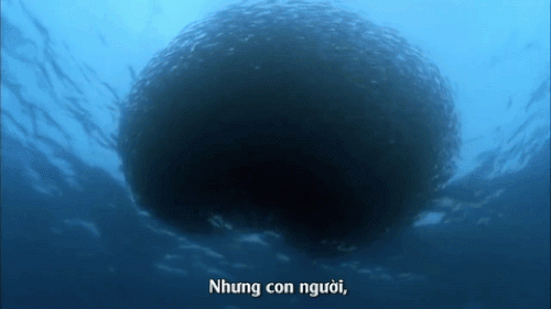 Khi đại dương lên tiếng: “Con người lấy nhiều hơn cho. Họ đầu độc tôi rồi lại muốn tôi nuôi sống”