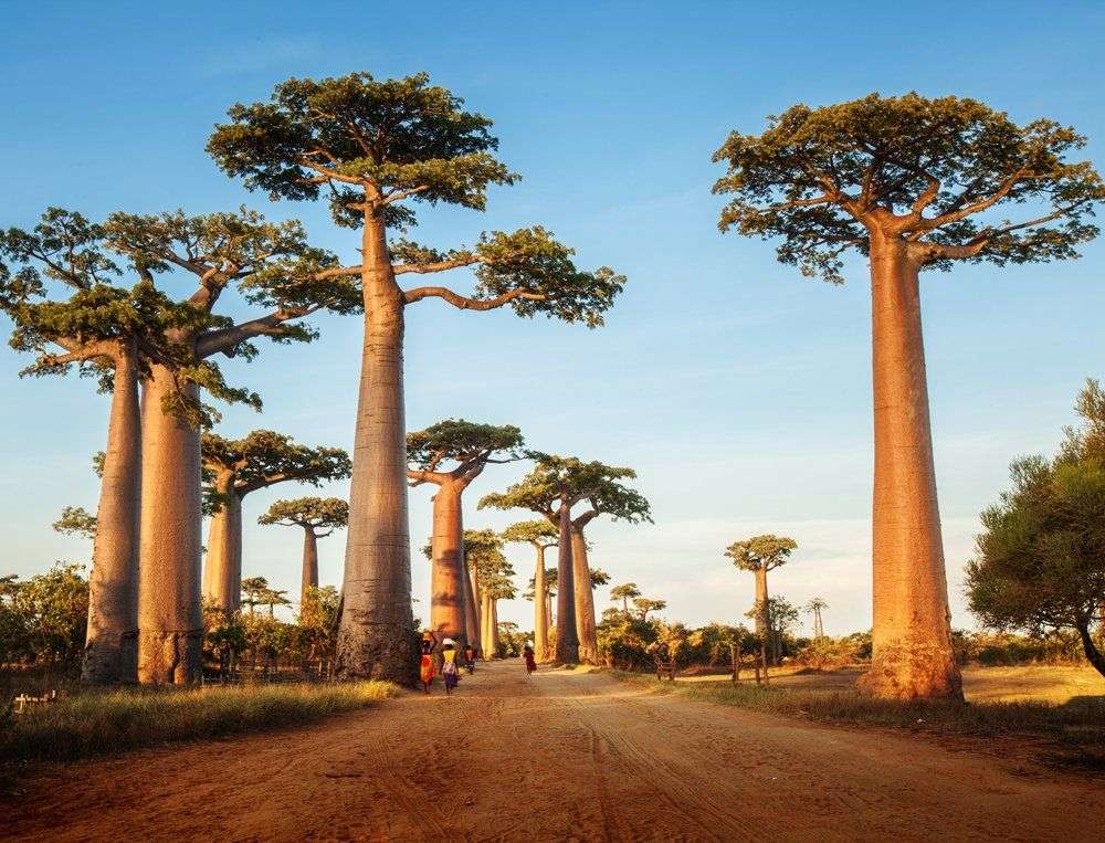 Những rừng cây kỳ lạ nhất trên Trái Đất