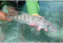 Câu cá giải trí khiến cá tổn thương nặng