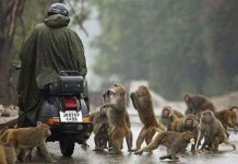 Ấn Độ: Triệt sản khỉ làm loạn thành phố Ấn Độ: Triệt sản khỉ làm loạn thành phố