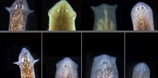 Kì diệu cách tái sinh thành một loài hoàn toàn mới của giun dẹp