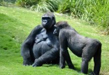 Tính cách hướng ngoại giúp khỉ đột sống lâu