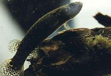 Có một loài cá sống trên… cây