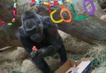 Khỉ đột già nhất thế giới mừng sinh nhật thứ 56 Khỉ đột già nhất thế giới mừng sinh nhật thứ 56