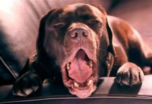 Chó có khả năng đồng cảm với con người