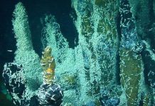 Sức sống mãnh liệt của các loài sinh vật sống tại “địa ngục” núi lửa