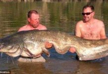 Bắt được cá da trơn khổng lồ nặng gần 84kg