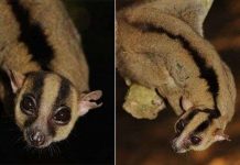 Phát hiện loài vượn cáo có lông vằn hình chữ Y Phát hiện loài vượn cáo có lông vằn hình chữ Y