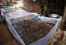 Sử dụng bồn nylon nâng cao năng suất nuôi lươn trên cạn Sử dụng bồn nylon nâng cao năng suất nuôi lươn trên cạn