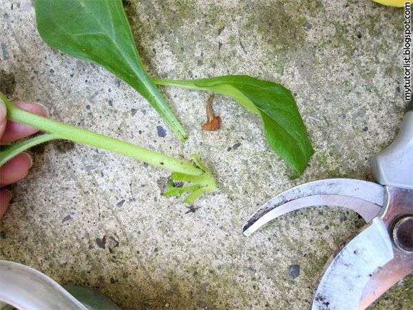 Kỹ thuật trồng hoa dạ yến thảo bằng cành