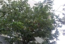 Kỹ thuật trồng cây sưa quý hiếm Kỹ thuật trồng cây sưa quý hiếm