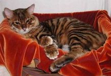 Tạo ra “hổ mini” từ mèo Tạo ra "hổ mini" từ mèo