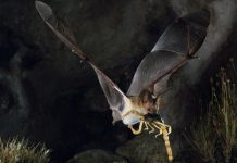 Loài dơi chuyên đoạt mạng bọ cạp độc nhất châu Mỹ