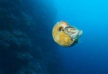 Loài ốc biển 500 triệu năm tuổi cực hiếm sau 31 năm mất tích