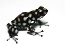 Sinh vật lưỡng cư Amazon khởi nguồn từ Andes