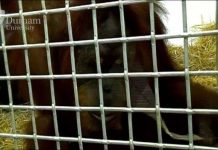 Con đười ươi đầu tiên trên thế giới gần học được cách nói tiếng người