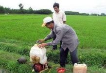 Dùng nấm xanh phòng trừ hiệu quả sâu bệnh hại lúa