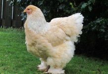 Giống gà khổng lồ nặng 20kg có gì đặc biệt?