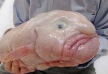 Cá blobfish: Loài vật “xấu xí” nhất Trái đất Cá blobfish: Loài vật “xấu xí” nhất Trái đất