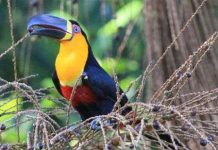 Phá rừng khiến hạt giống khó tái sinh