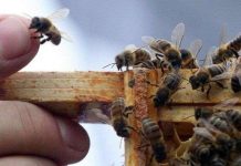 Phát hiện khó tin: Loài ong có ngôn ngữ địa phương