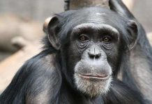 Đây là cách NASA sẽ dùng để bảo vệ loài tinh tinh