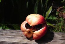 10 loại trái cây được bình chọn ngon nhất thế giới