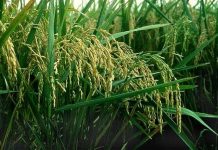 Nhật Bản tìm ra một giống lúa mới chịu được hạn hán