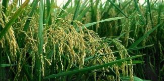 Nhật Bản tìm ra một giống lúa mới chịu được hạn hán