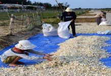 Ứng dụng thành công quy trình lên men tỏi thành thuốc quý