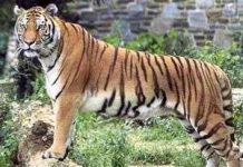 Công viên bảo tồn Ấn Độ mất nhiều cọp quý