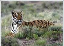 25 năm, số hổ trên thế giới giảm một nửa