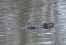 Hải ly “hồi hương” sau 200 năm