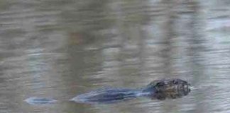 Hải ly “hồi hương” sau 200 năm