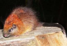 Chuột đầu đỏ 'tái xuất' sau hơn 100 năm