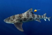 Phát hiện cá mập có thể định hướng bằng mũi