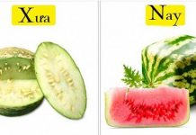 Tổ tiên của các loại rau quả mà ta vẫn ăn ngày nay trông như thế nào?