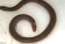 Phát hiện rắn hai đầu cực hiếm